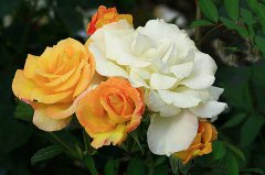 月季種植，土壤養(yǎng)分檢測(cè)儀檢測(cè)可以彌補(bǔ)土壤養(yǎng)