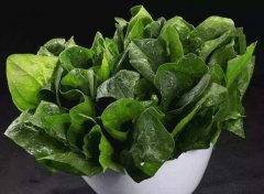 為什么要檢測植物葉綠素？