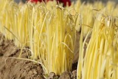 測(cè)土配方施肥儀無需專業(yè)人士進(jìn)行操作